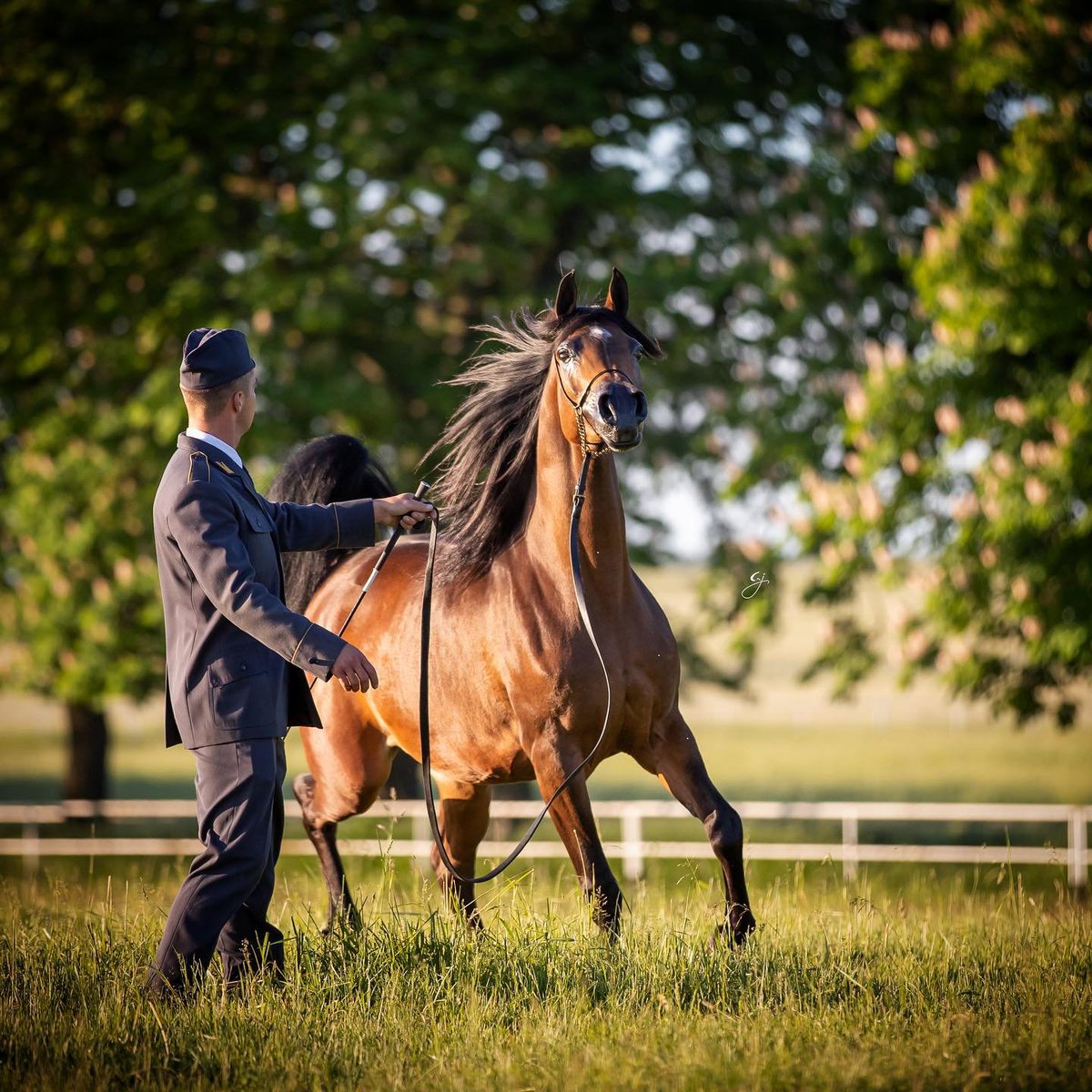 JulieParker144's tweet photo. Charisma is the fragrance of soul... #cpfeatureme #arabianhorses #equine #horsephotographer #art #horsephotography https://t.co/LaD4XpgMb4 https://t.co/D4sxIWB8qq