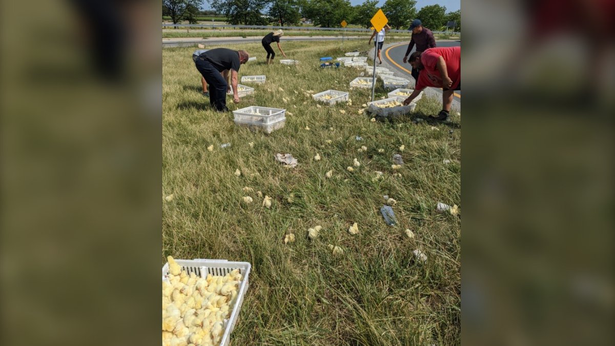 CP24's tweet photo. On-ramp to QEW shut down after hundreds of baby chicks fall from back of truck https://t.co/FOqFS0u4Of https://t.co/9tZX1Vb2R5