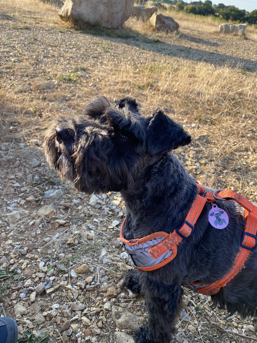 Mrs A & Nellie, Princess Marlow OTRB 🐾🐶🌈 tweet media