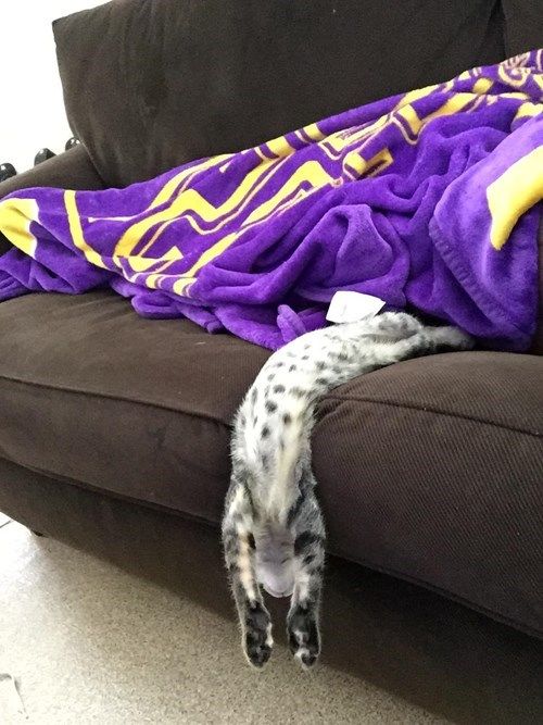 CATBRAINCELL's tweet photo. The Catgender of the Day is:

Sleeping halfway off the bed https://t.co/iT98CLoQou