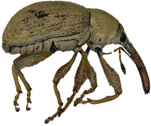 alex_revynthi's tweet photo. Have you registered for the upcoming in-person Hibiscus Bud Weevil workshop? If not, you still have time, follow the link https://t.co/leuRpPmiM0 CEUs  will be available @evcampoverde @FNGLAMiamiDade @UFTropical @UFEntNem https://t.co/SISXJXKiYG