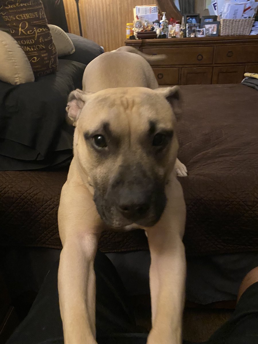 PM_dot157's tweet photo. @dog_rates @Trupanion Say hello to Mocha https://t.co/SbYEAoqPLB