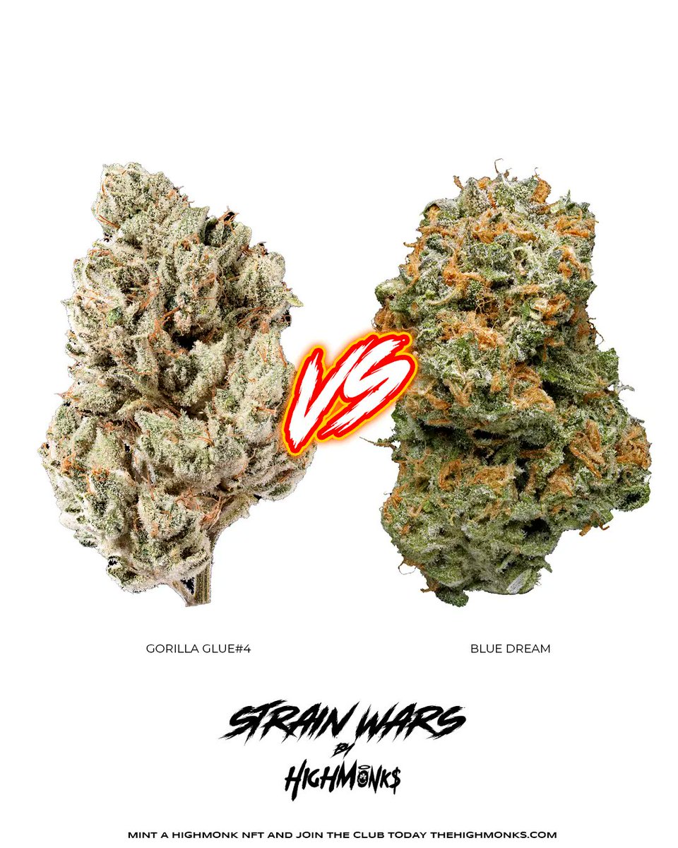 Gorilla Glue #4 vs Blue Dream?  Which one do you like more? 

Let us know in the comments!

#StrainBattles #highmonks