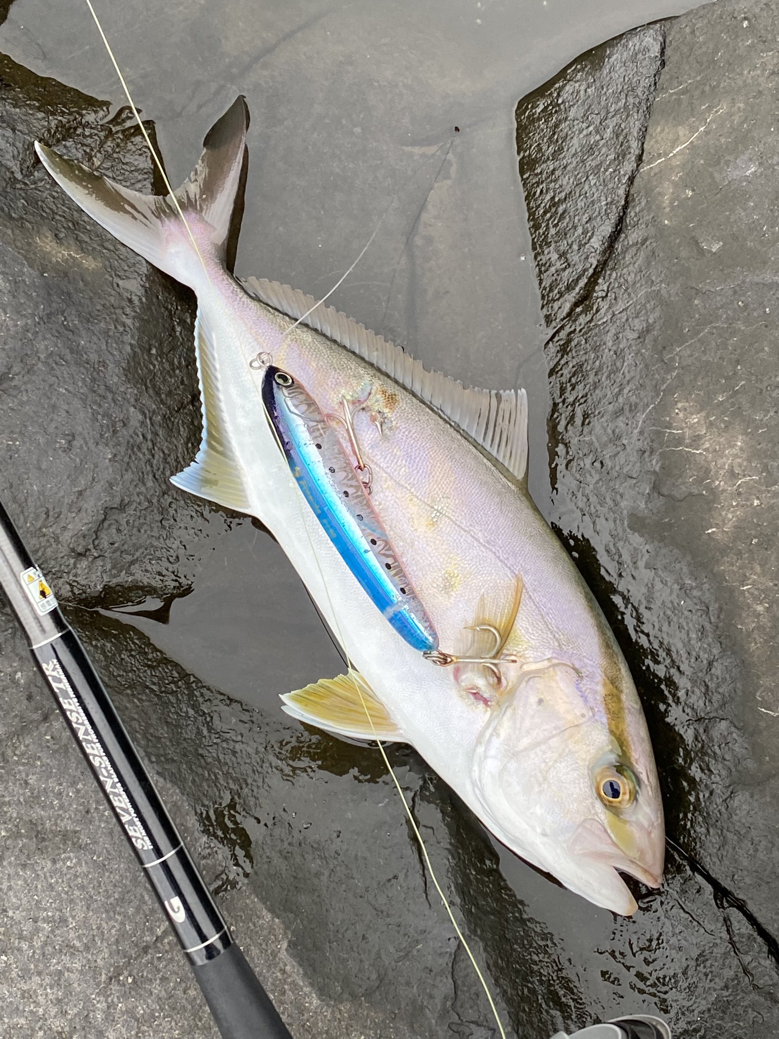 伊豆のルアーフィッシング Fishing Izu Twitter
