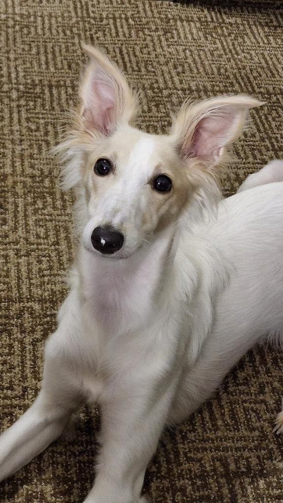 Vossmosis's tweet photo. @Punk_Dawg Silken windhound stamp of approval ❤️❤️ https://t.co/KJ6YO95j8p