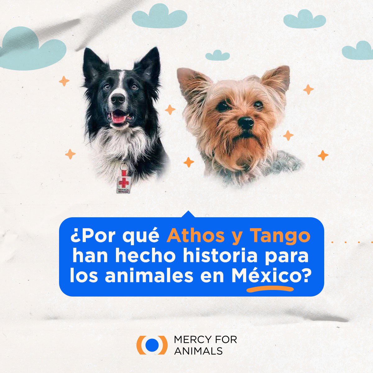 MFA_Latino's tweet photo. ¿Por qué Athos y Tango han hecho historia para los animales en México?

#AthosYTango https://t.co/maOe9EpPqf