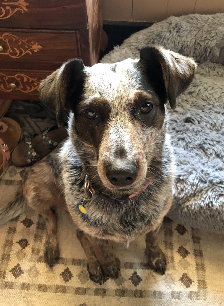 CityMouseGarden's tweet photo. How do you know when it is time to cook dinner? For me, itโs this face staring at me everyday between 4:37 and 4:49 pm. You never hear her come into the room until you feel the eyes boring into your soil. #WeAreAllZoey #GardenDogs #DogsOfTwitter #cooking #KibbleTime https://t.co/XBHrYFo6zs