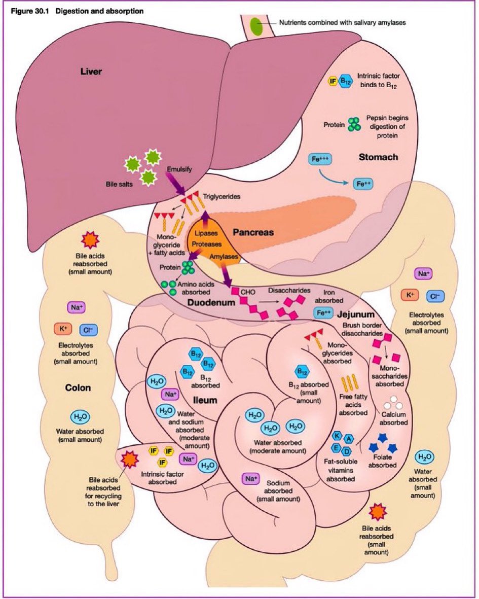 Digestion and absorption of nutrients 
#MedEd #medtwotter via @ManualOMedicine