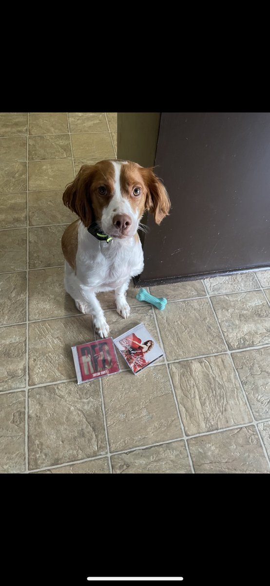 MeganLoftus1's tweet photo. @taylorswift13 Bella is preparing for #MidnightsTaylorSwift by listening to old albums ❤️ we love you https://t.co/IVPKpaeM13