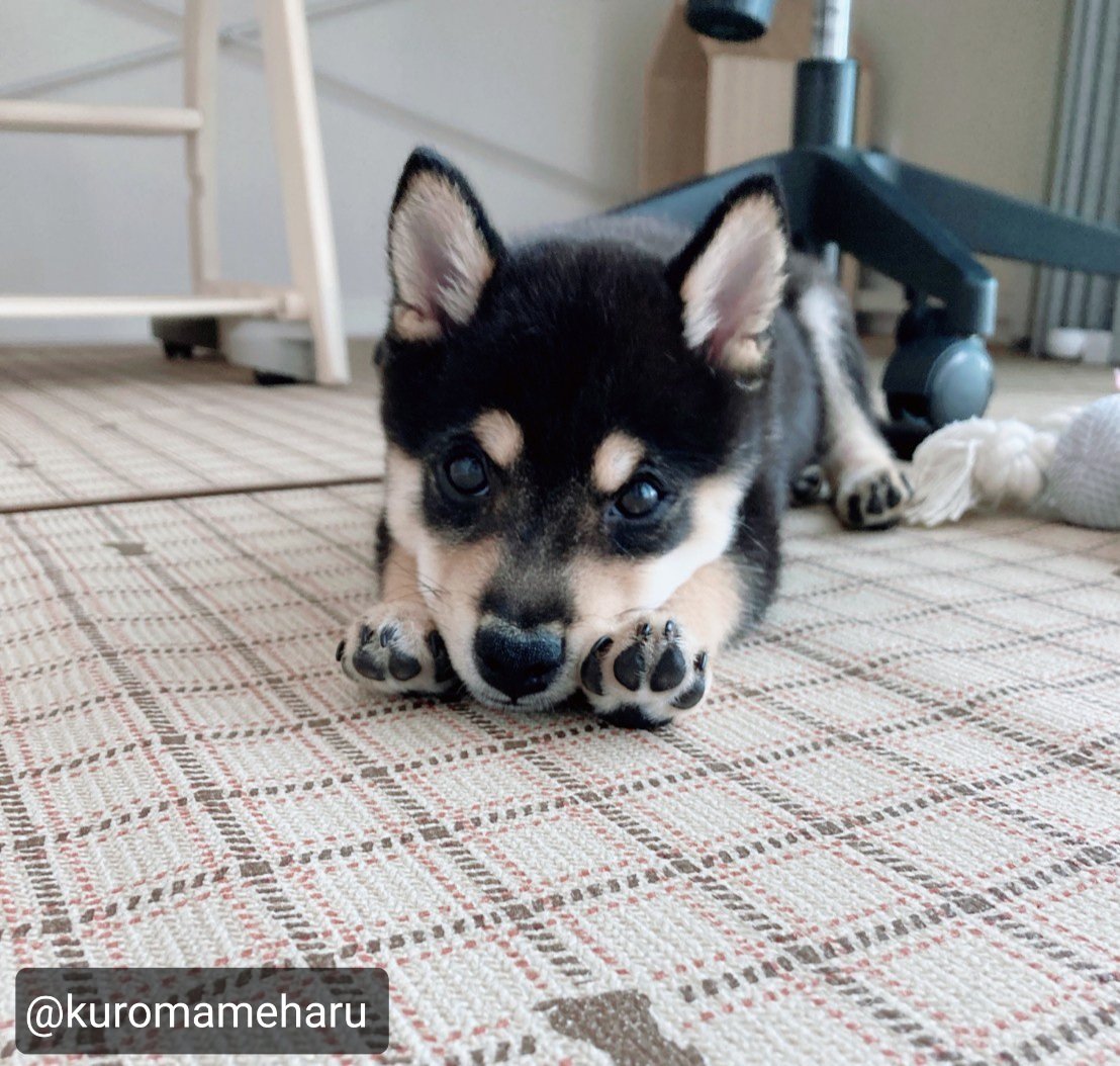 黒豆柴ハル Haru Kuromameharu Twitter