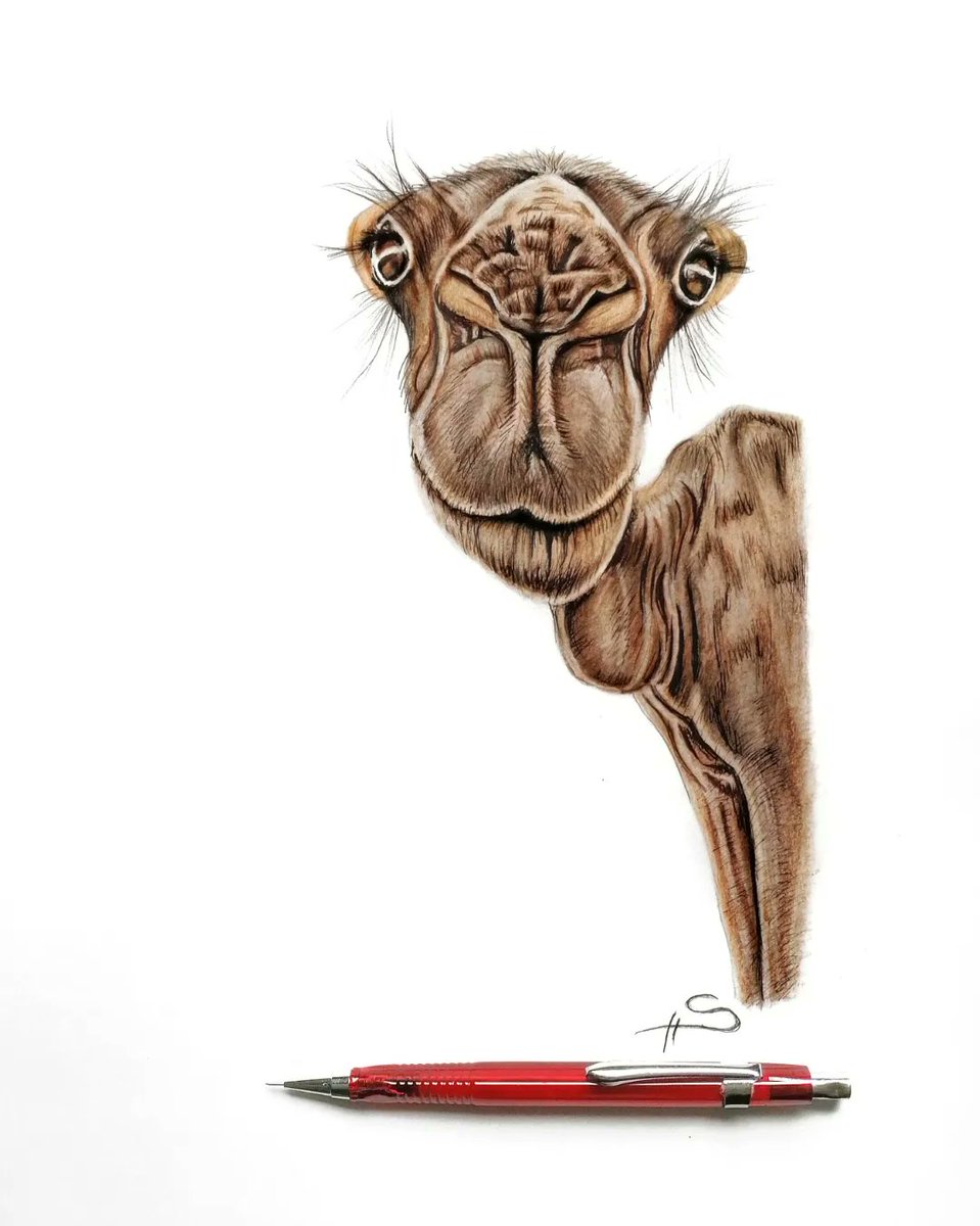 ein Wüst'ling ☺️
#berlin #artist #art #pencilartist #portraitartist #pencilsketch #Pencildrawing #portrait #sketch #sketchbook #sketches #sketchart #cute #camel #hazel #animals #wildlife #funny #redpen