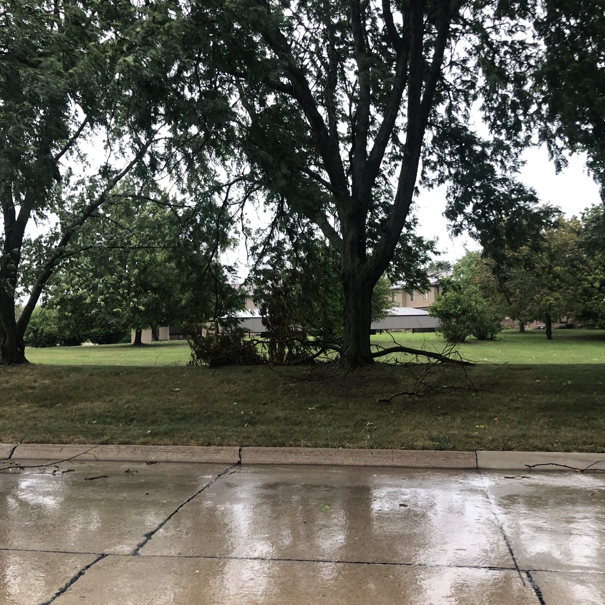 ajlowe_wx's tweet photo. Strong storms moving through the Midwest, including southern Michigan. Plenty of small twigs and branches down and a few decent branches in Farmington Hills, MI on Green Hill Road between 8 and 9 mile.
#MIWW #SEMIWX @NWSDetroit @YourNewsNet https://t.co/TyKfl4jkYz