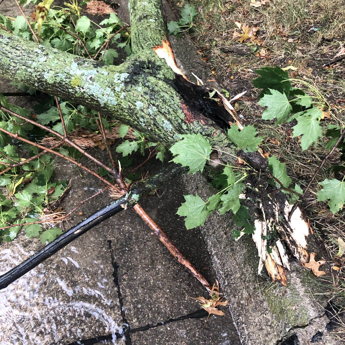 ajlowe_wx's tweet photo. Strong storms moving through the Midwest, including southern Michigan. Plenty of small twigs and branches down and a few decent branches in Farmington Hills, MI on Green Hill Road between 8 and 9 mile.
#MIWW #SEMIWX @NWSDetroit @YourNewsNet https://t.co/TyKfl4jkYz