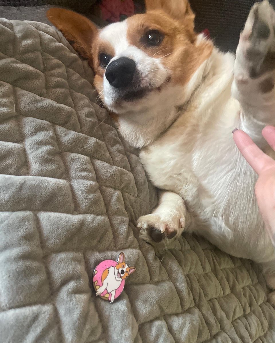 corgimanifested's tweet photo. ➡️https://t.co/Mf6roKzaf9
Charlie’s first inspired pin! Buy it now on Etsy #corgicrew #adoptdontshop #ilovemydog #corgi #dogsoftwitter every purchase helps to support my three rescue corgis https://t.co/3ObiNhFjig
