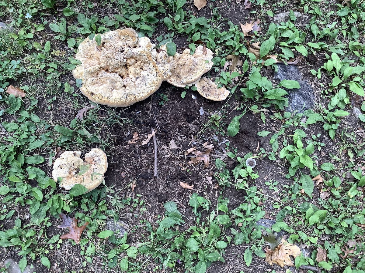 BaxterHogan's tweet photo. #Manhattan #fungi

#streetTrees #TreesofNYC
#treeBeds #NYC #trees

@greenyc 
@milliontrees 
@NYCParks 
@AmericanForests 
@LuvYurStreetree 
@NYCGreenThumb https://t.co/uBNw5YgLek