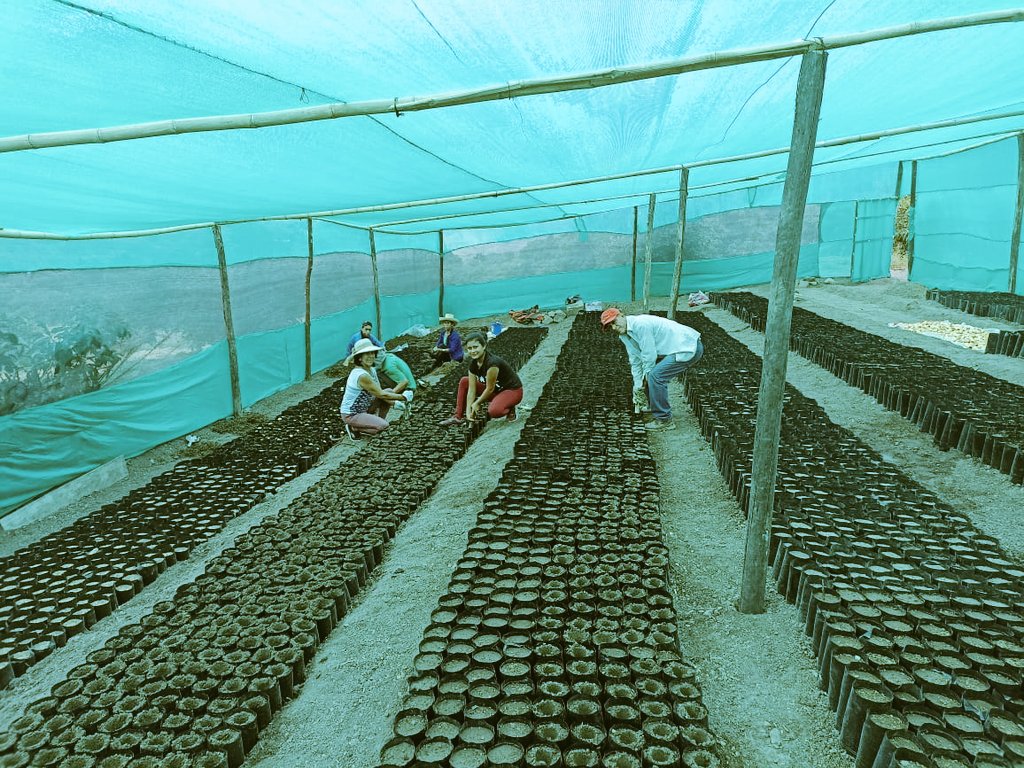 gob_reg's tweet photo. Instalamos semilla de palta Var. Zutano en el vivero de la Asociación de Productores Agropecuarios del Caserío de Campo Alegre en San Miguel para la producción de 10 mil plantas de palta para beneficiar a más de 25 socios. https://t.co/FRHrBmQl6Y