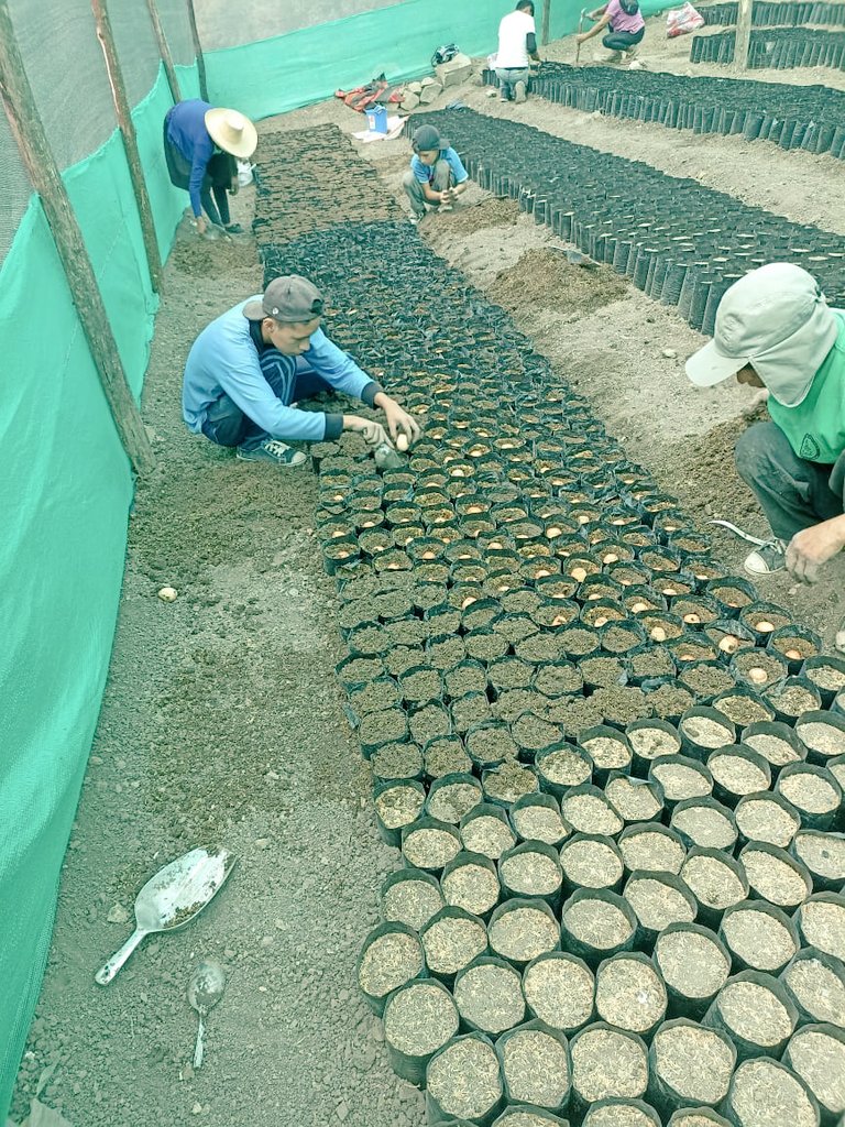 gob_reg's tweet photo. Instalamos semilla de palta Var. Zutano en el vivero de la Asociación de Productores Agropecuarios del Caserío de Campo Alegre en San Miguel para la producción de 10 mil plantas de palta para beneficiar a más de 25 socios. https://t.co/FRHrBmQl6Y