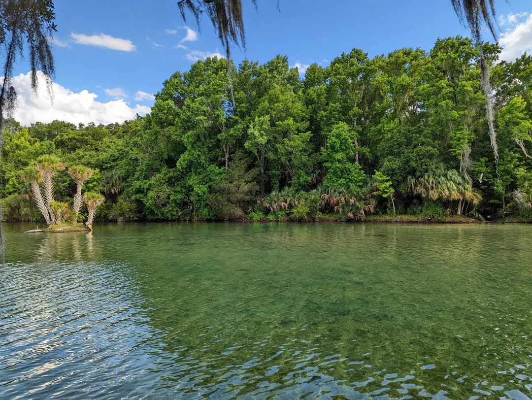 ocalamarion's tweet photo. Tucked away in the Ocala National Forest, Salt Springs is the northernmost spring in #OcalaMarion and delivers its own unique beauty. 
.
There is a swimming area, fishing, hiking trails, camping, a boat launch and more! ☀️
.
📸 @coastalcamperrentals
@NFinFlorida https://t.co/SmT26tmgde