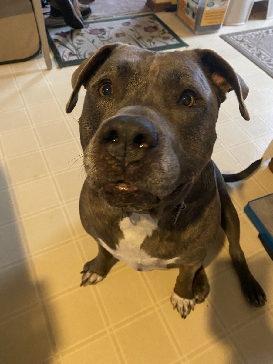 imlydds's tweet photo. @dog_rates @dog_feelings @Trupanion big mush https://t.co/BhqwzB9DX3
