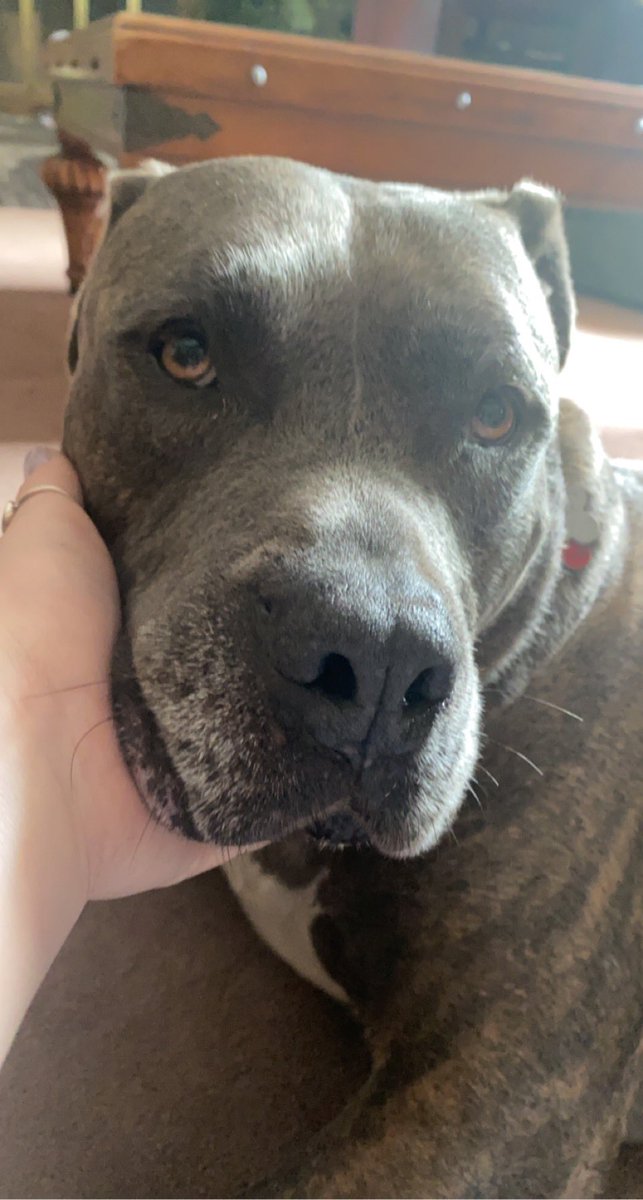 imlydds's tweet photo. @dog_rates @dog_feelings @Trupanion big mush https://t.co/BhqwzB9DX3