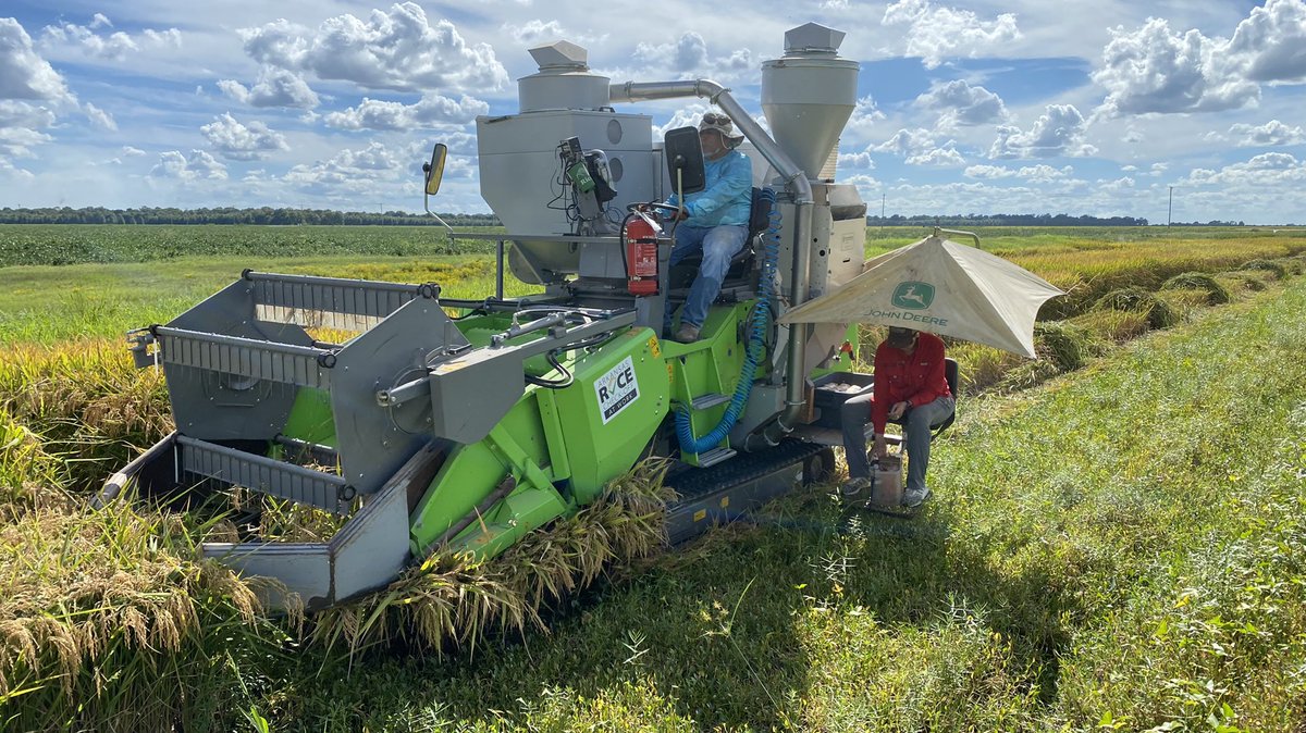 JHardke's tweet photo. Planting date and nitrogen rate studies harvested at Stuttgart today.
#ARrice #RiceCheckoffAtWork https://t.co/yvCcRPYbRu