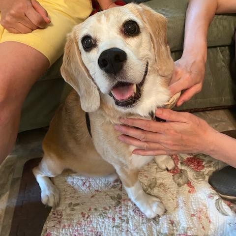 joychivet's tweet photo. This is lovely Baron. He has the best nose &amp; appetite ever! He loved treats while he was here. He came in today for Chinese Veterinary Medicine for a cancer diagnosis. We are look forward to helping him maintain his quality of life for as long as possible. #HolisticVet https://t.co/Nq5BpTiiVB