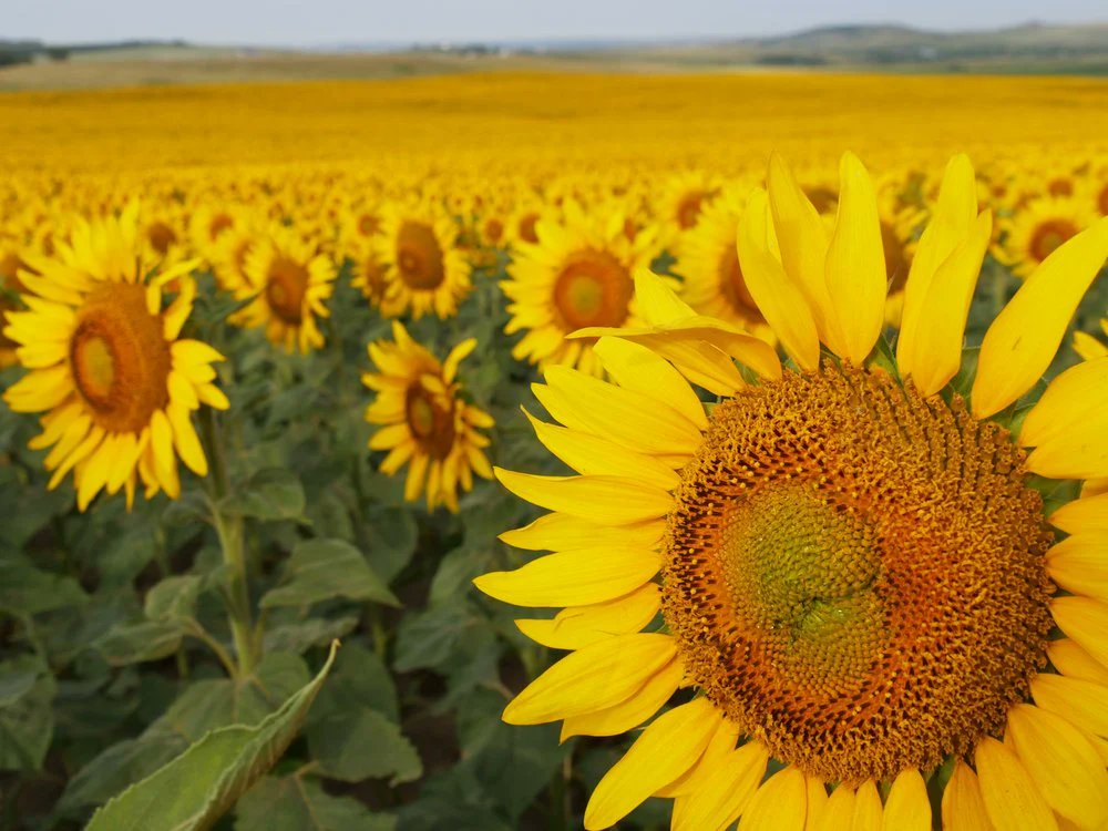 Julie5650's tweet photo. Happy sunflowers. Courtesy of North Dakota!
https://t.co/5SdV2meyzB https://t.co/dScEv2njmH