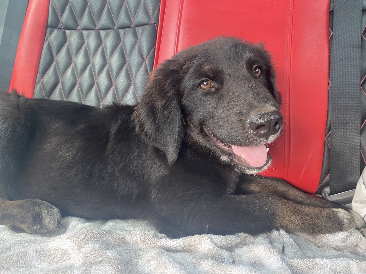 OliviaRenee_11's tweet photo. Needing a forever home for little Boomie! Male &amp; He is 4 months, he is smart, cuddly, playful, and very chill. He gets along well with other dogs and does very well inside. Please if you or anyone you know is looking for a pup, please contact me 🤍 https://t.co/pjniEpmeQJ
