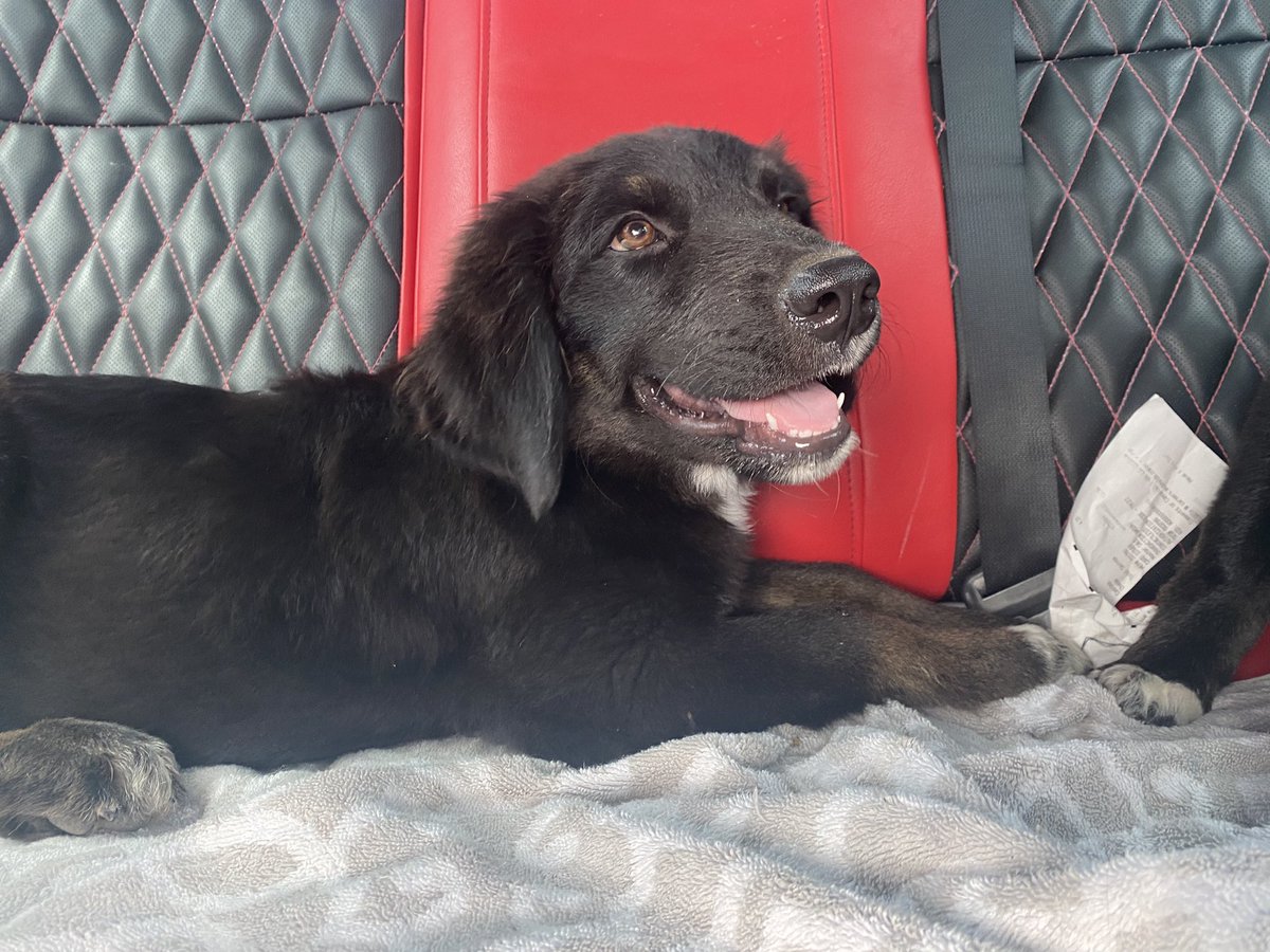 OliviaRenee_11's tweet photo. Needing a forever home for little Boomie! Male &amp; He is 4 months, he is smart, cuddly, playful, and very chill. He gets along well with other dogs and does very well inside. Please if you or anyone you know is looking for a pup, please contact me 🤍 https://t.co/pjniEpmeQJ