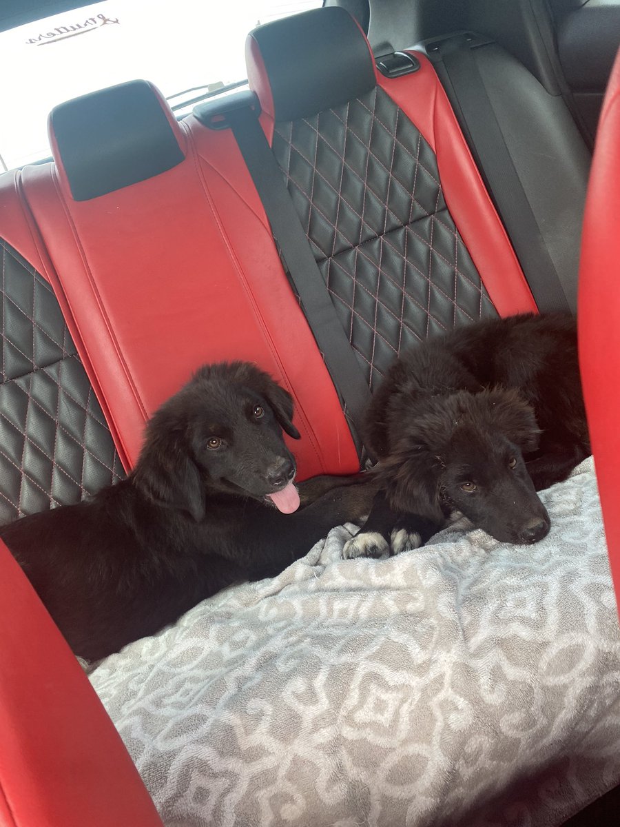 OliviaRenee_11's tweet photo. Needing a forever home for little Boomie! Male &amp; He is 4 months, he is smart, cuddly, playful, and very chill. He gets along well with other dogs and does very well inside. Please if you or anyone you know is looking for a pup, please contact me 🤍 https://t.co/pjniEpmeQJ