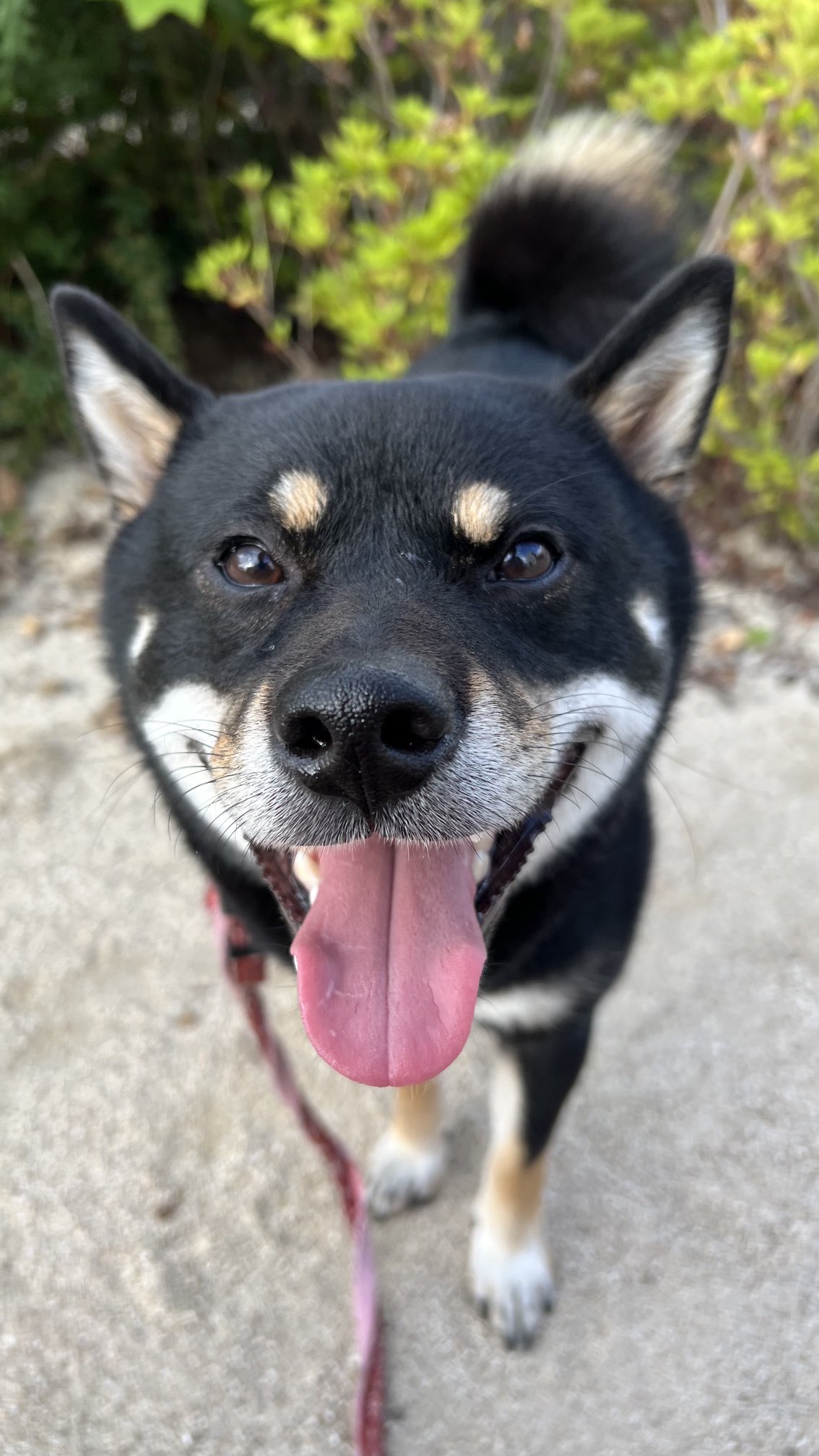 柴犬豆太郎 黒柴1年生 新しくできたお友だちに遊んでもらえた喜びで綺麗に口角が上がる柴犬 柴犬を崇めよ 犬との暮らし 犬のいる暮らし 犬 柴犬 T Co Oaajp00ba9 Twitter 柴犬豆太郎 黒柴1年生 新しくできたお友だちに遊んでもらえた喜びで綺麗に口角が上がる柴犬 柴犬を崇めよ 犬との暮らし 犬のいる暮らし 犬 柴犬 T Co Oaajp00ba9 Twitter
