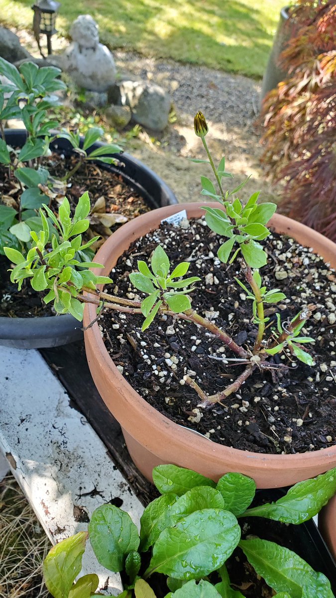 SpokenGarden's tweet photo. @GardensHour @JaneBea5 Hi there! We know we are a little late posting for this weeks #GardensHour. Our Sedum 'Autumn Joy' #Flowers are almost ready to POP, we #deadheaded a few gladioli, and are seeing lots of new growth on our older African Daisies we really cut back earlier this summer. Happy Monday! https://t.co/N5Ai7kVayf