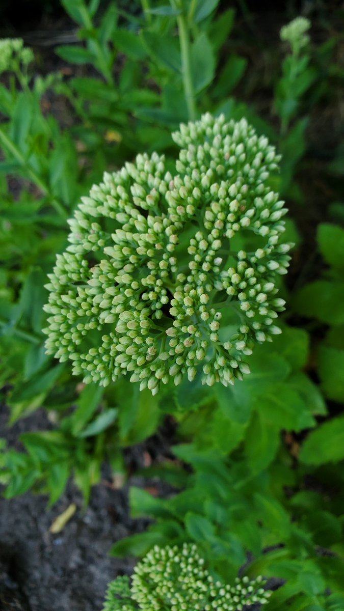 SpokenGarden's tweet photo. @GardensHour @JaneBea5 Hi there! We know we are a little late posting for this weeks #GardensHour. Our Sedum 'Autumn Joy' #Flowers are almost ready to POP, we #deadheaded a few gladioli, and are seeing lots of new growth on our older African Daisies we really cut back earlier this summer. Happy Monday! https://t.co/N5Ai7kVayf