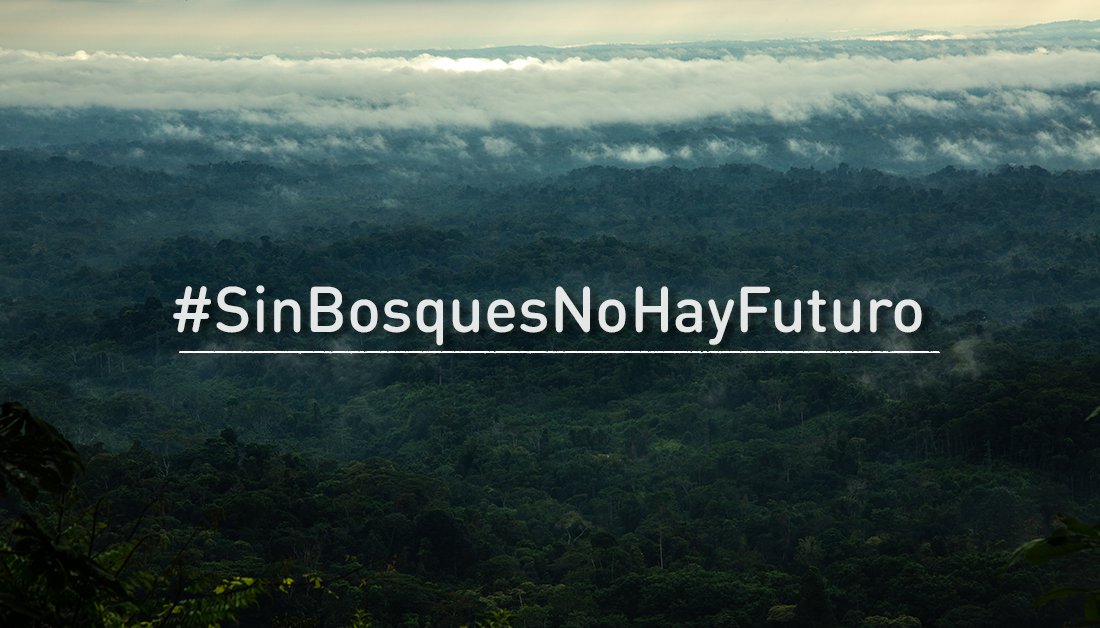 PNUDperu's tweet photo. Sin bosques no hay futuro🌳

La modificación de #LeyForestal triplicará la deforestación ilegal anual en nuestra Amazonía según @SerforPeru. Esperamos que el Congreso priorice la protección de bosques, los medios de vida de los pueblos indígenas y la lucha contra #CambioClimático https://t.co/7M6Q4e7odG