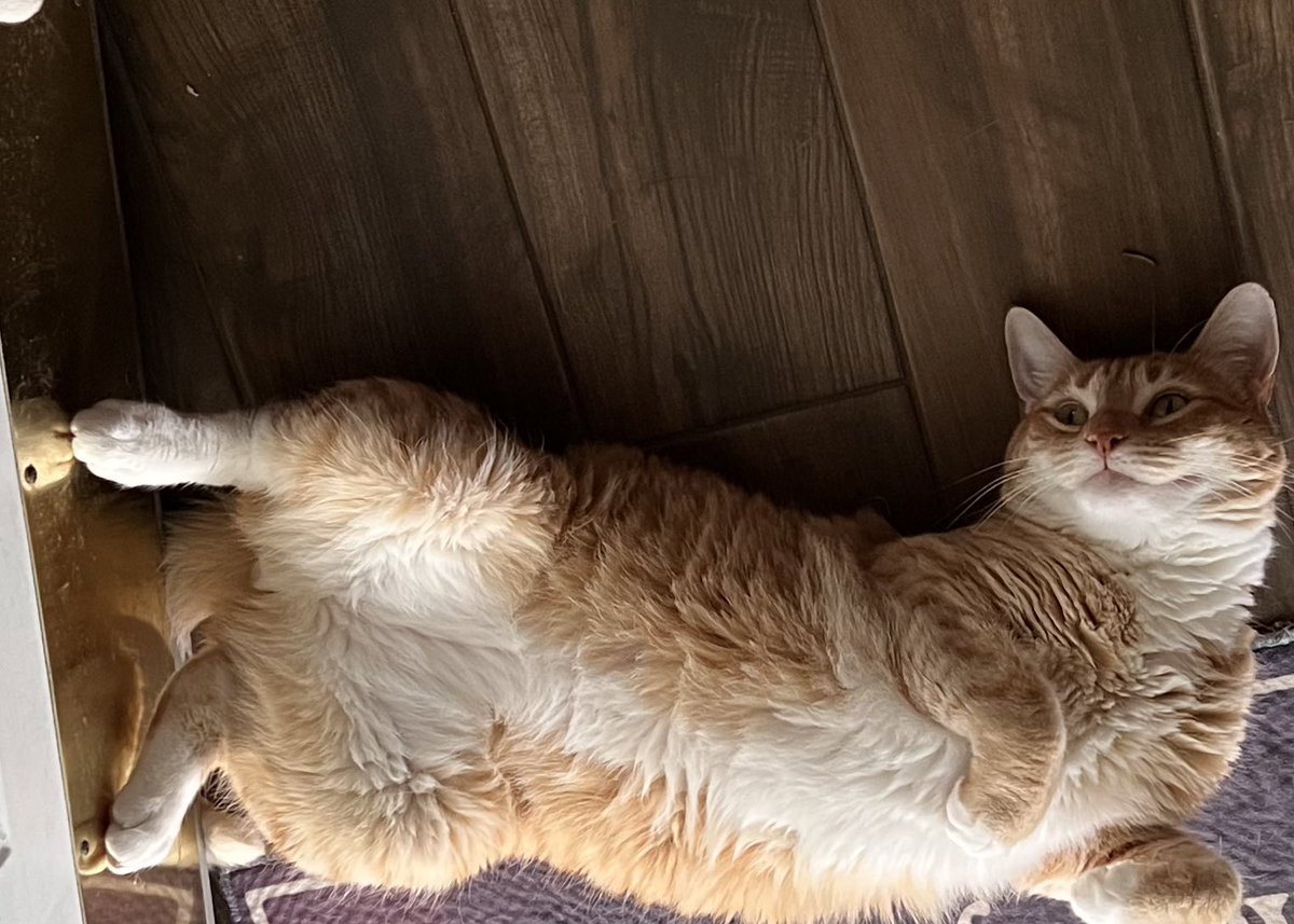 JortsTheCat's tweet photo. Oh I didn’t know you wanted to come in. I just though you were here to see how cute I am in the doorway https://t.co/59w4CtabDh