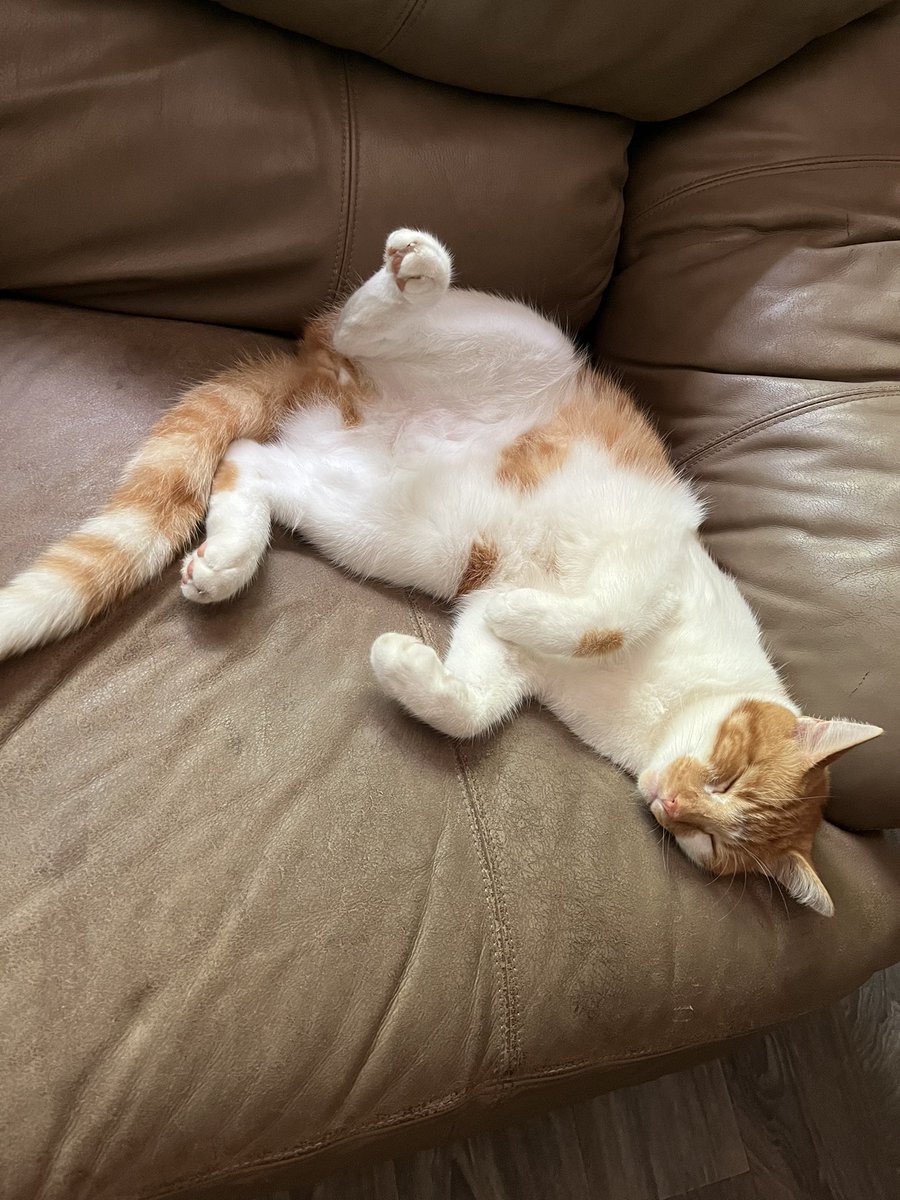 TonyFam4Life's tweet photo. This nap really hit differently😁 #cats #CatsOfTwitter #sleeping #happy https://t.co/cQcn5x8MjI