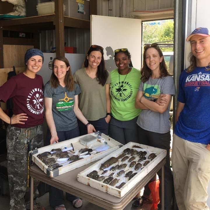 jociecolella's tweet photo. I am recruiting motivated grad students (MA and PhD) to start in 2023 - hybrid genomics, host-symbiont evolution, and adaptation. 

Lawrence is a wonderful (and affordable!) place to live, with a great museum and strong Ecol/Evo Dept @SSEgrad @systbiol https://t.co/vHamvXvjj2