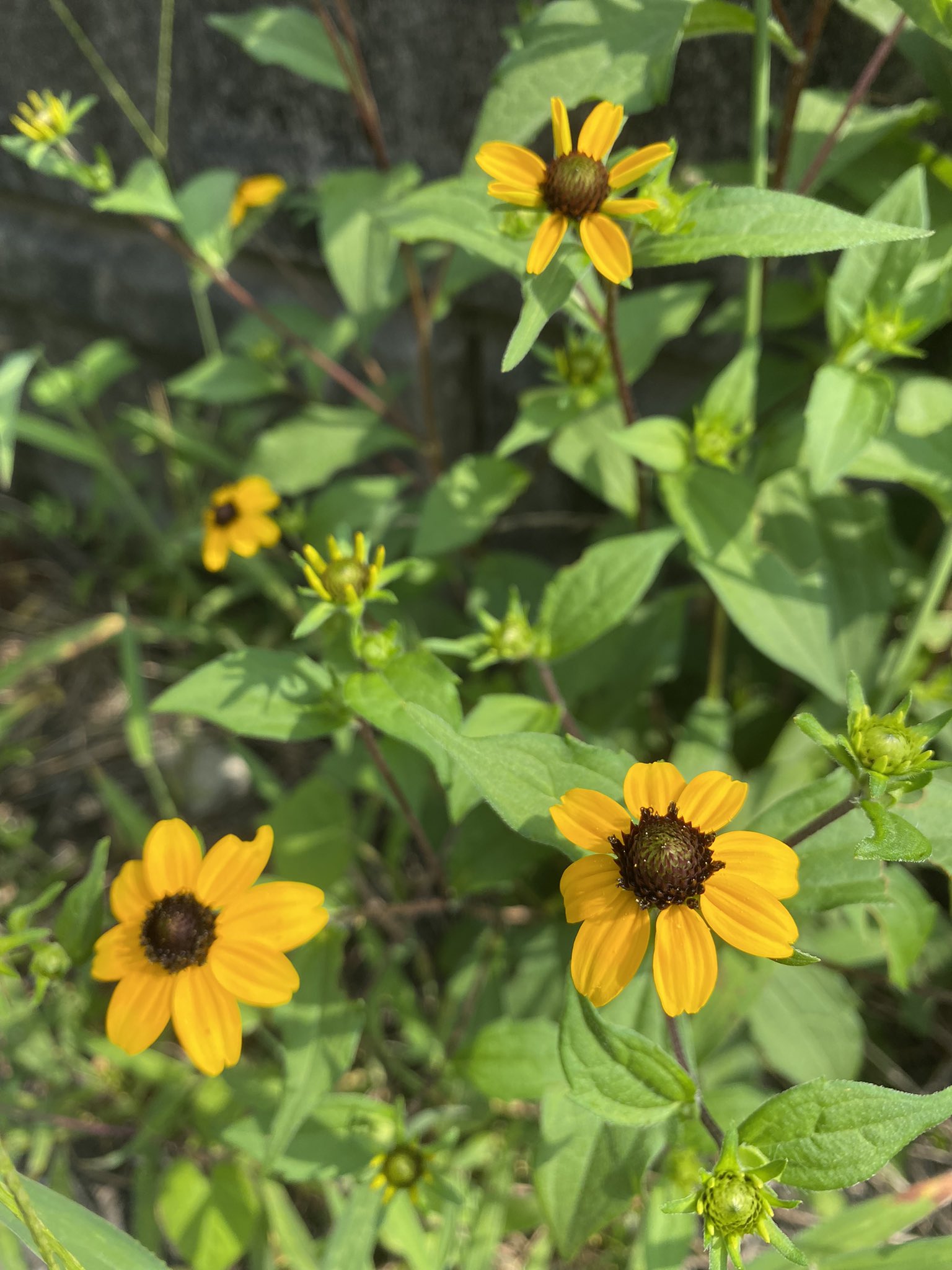 Ruri D L ルンルンに緑を ルドベキア ミツバオオハンゴンソウ 三葉大反魂草 花言葉 あなたを見つめる 強い精神力 立派 正義 公平 今日もまた彼を連想する言葉だな 今日もみんな元気でね 我想你 168天 T Co Sqoptsm4ol Twitter