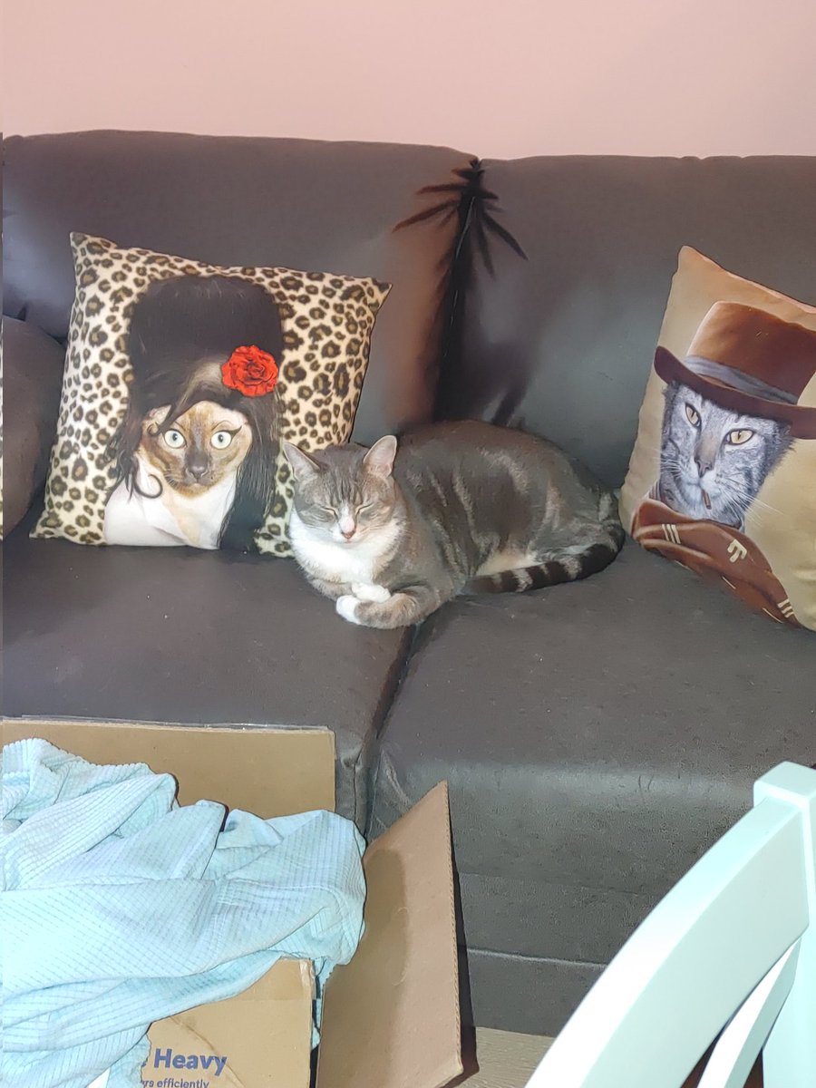 New couch is cat approved