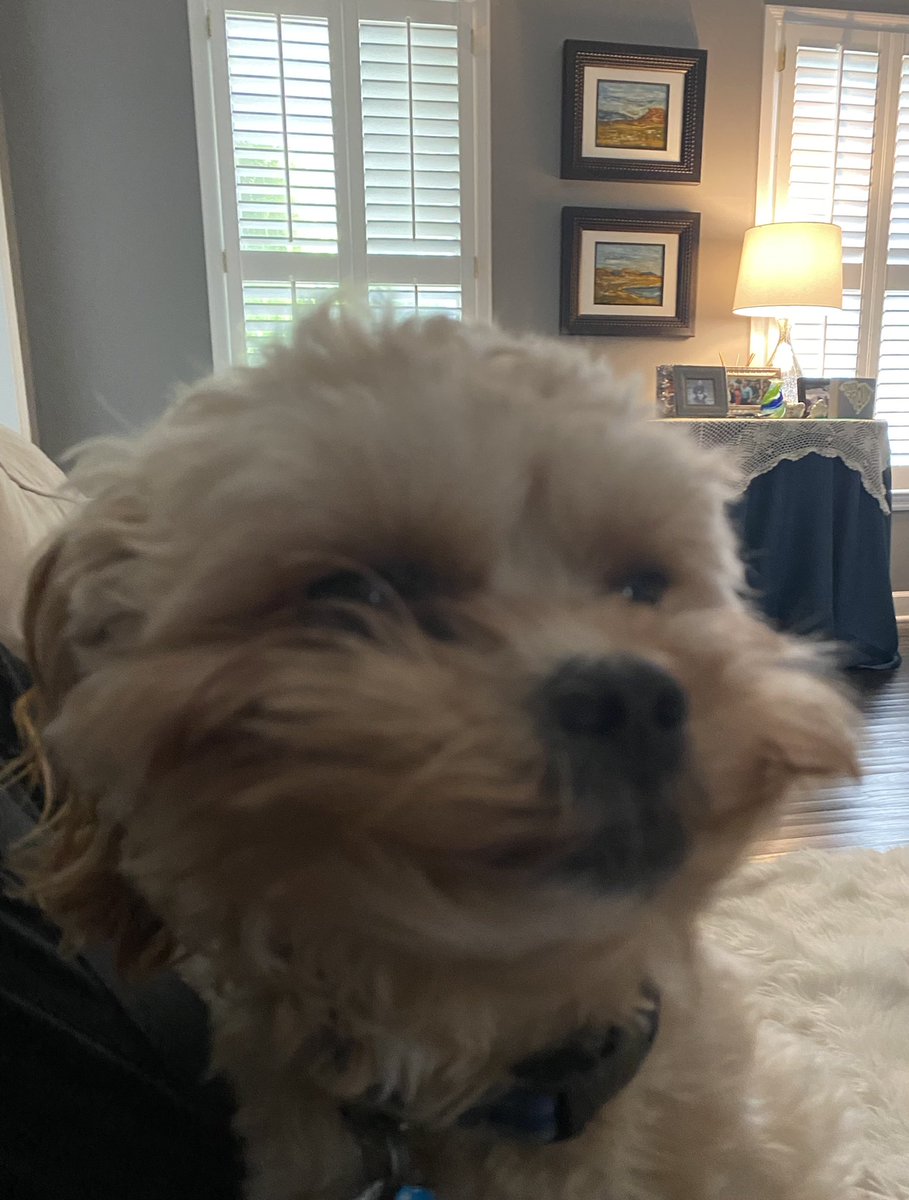 steviegurl's tweet photo. Oh yeah, its going to be a good week! Winston is wishing you the same! #WinstonBlue. https://t.co/PHzRKNnwh9