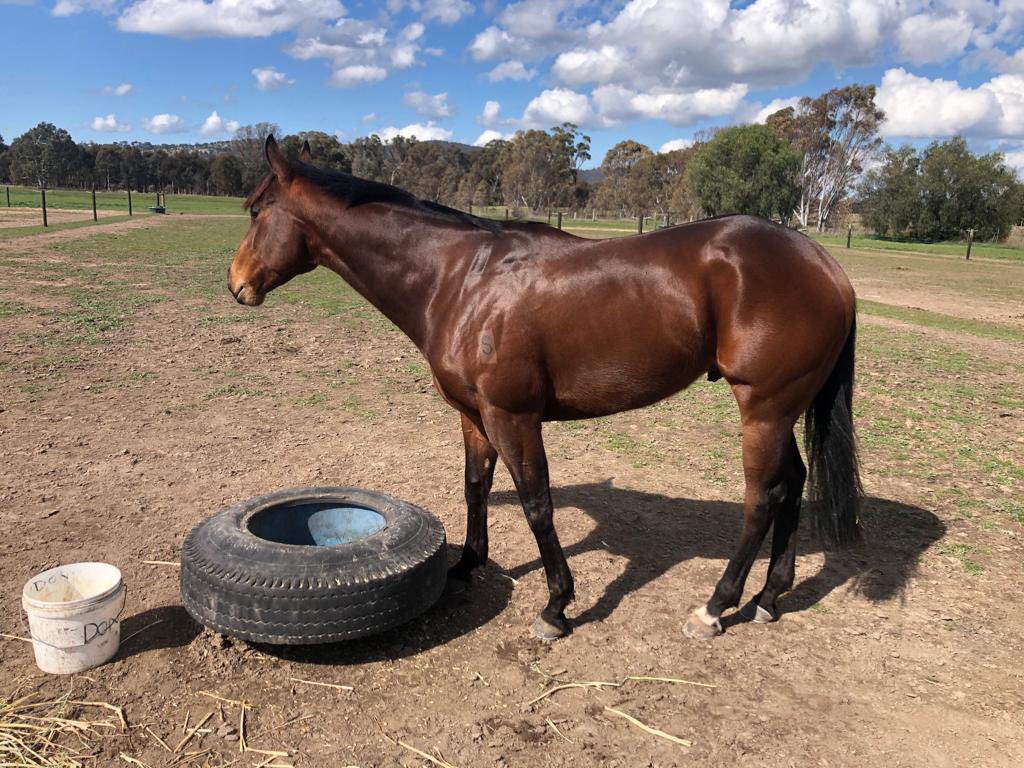 CobeLodge's tweet photo. Eidolon has pulled up great after first run back!
#eidolon #charmspirit #don #recoveryiseverything 🐎🏋️‍♀️ https://t.co/IfjwWjVgCn