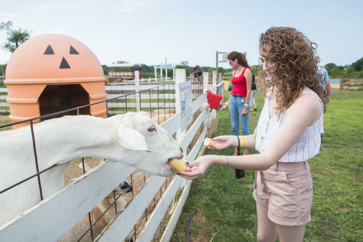 GardenOfEveFarm's tweet photo. We will be open on Labor day Monday !!!
Come and enjoy our Fun fields, Farm animals, U pick fields, Craft beer , Farm Café, Live music and so much more.
#laborday #funfields #kids #kidsplay #holidayweekend #gardenofeve #farm #LIFarms #suffolk #northfork #activities #craftbeer https://t.co/NXsbT7oPNh