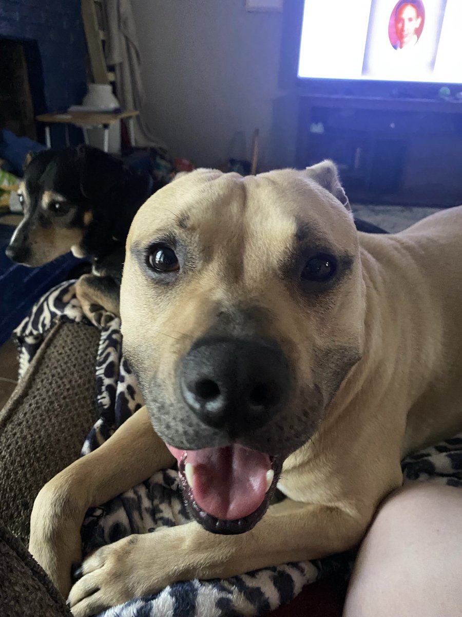 seatothepetty's tweet photo. @dog_rates @Trupanion Phoenix the foster fail.  Sweetest pup ever https://t.co/n8pTPTMo6r