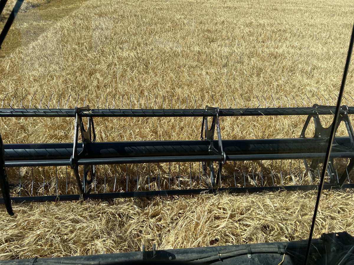 farmerkells's tweet photo. Fraser Barley showing shorter growth height and strong straw strength. Seeding rate of 32 plants f2 and fertility for a 100 bu/ac yield goal and still standing quite good. https://t.co/wOXfEbagH0