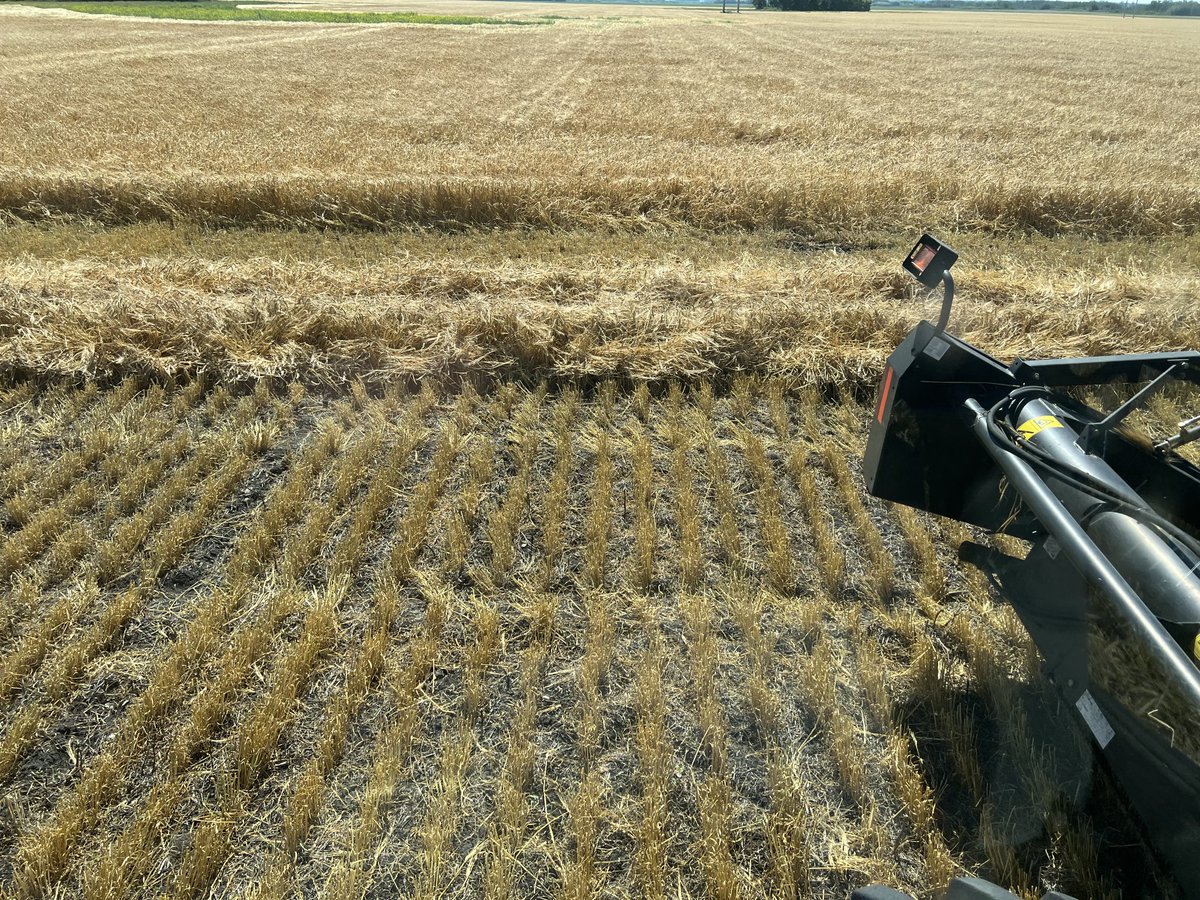 farmerkells's tweet photo. Fraser Barley showing shorter growth height and strong straw strength. Seeding rate of 32 plants f2 and fertility for a 100 bu/ac yield goal and still standing quite good. https://t.co/wOXfEbagH0