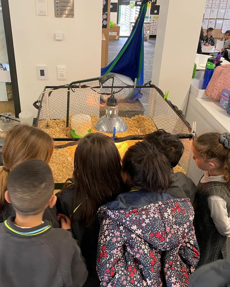 NSW Dept of Education tweet media