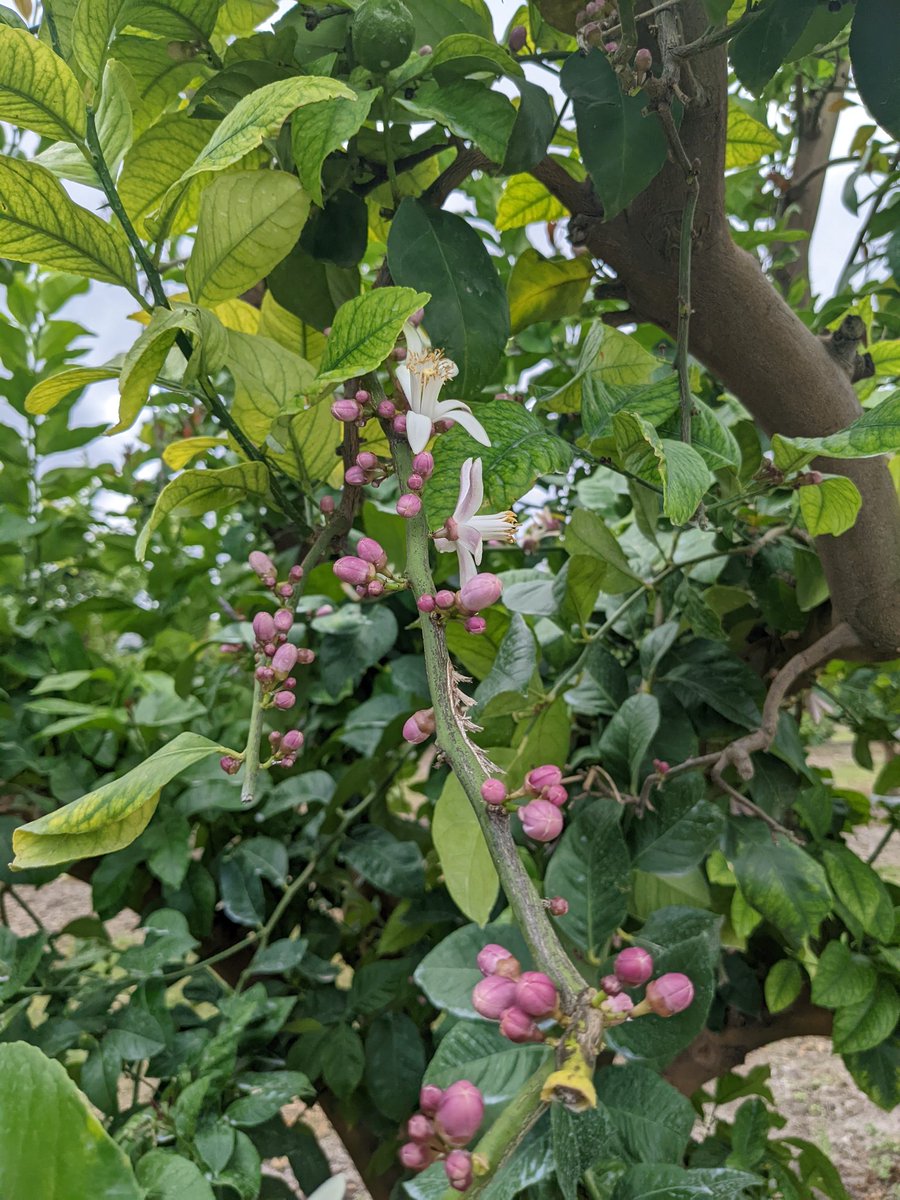 Stensgroup's tweet photo. Summer lemons https://t.co/MiwydkShMm