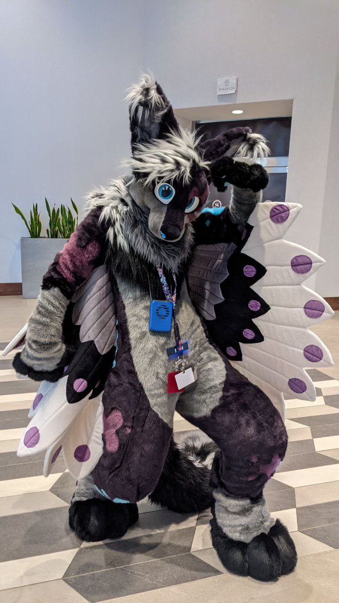 Splat Fennec 🔜 FWA tweet media