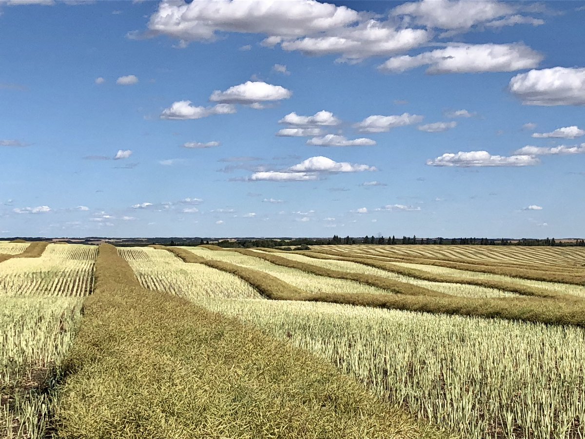 klimek_karen's tweet photo. It’s harvest time! When you’re swathing or combining your canola is the best time to keep an 👁 out for empty patches (cutworms) or blackleg. It’s also canola booking time, so be sure you’re choosing seed with #FortenzaAdvanced #HelixSaltro from @syngentacanada to be protected. https://t.co/2DHTPaQcDw