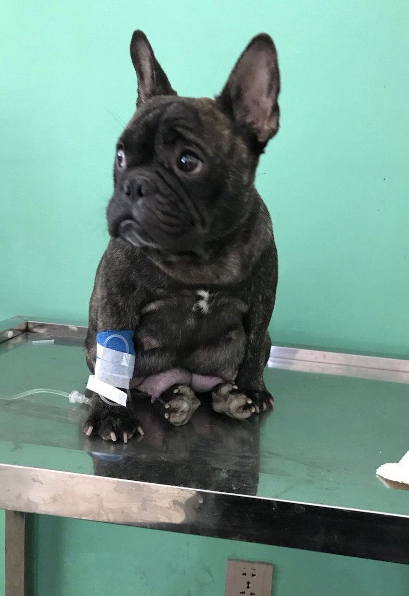 anilegnaha's tweet photo. @dog_rates @Trupanion https://t.co/7ywytto0gZ